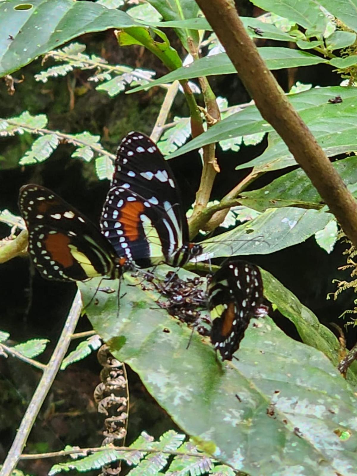 Concepcion La Serena Reserva Natural מראה חיצוני תמונה